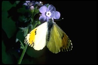 : Anthocharis sara stella; Stellers orange tip butterfly