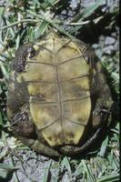 : Clemmys marmorata; Western Pond Turtle
