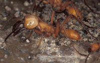 : Eciton hamatum; Army Ant