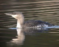 Red-throated Diver