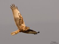 Eastern Marsh-Harrier Scientific name - Circus spilonotus