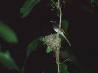 黑綬帶鳥 Black Paradise Flycatcher (Terpsiphone atrocaudata periophthalmica)