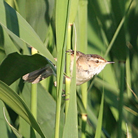 Moustached Warbler