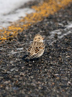 Lapland Longspur