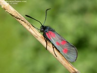 Lille Køllesværmer (Zygaena viciae)  Foto/billede af