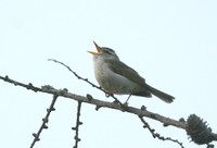 センダイムシクイ Eastern Crowned-Warbler Phylloscopus coronatus