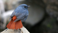 부채꼬리바위딱새 Plumbeous Water Redstart (Rhyacornis fuliginosus)