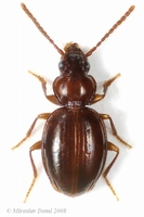 Trechus pulchellus