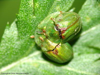 Cassida stigmatica