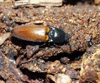 Ampedus brunnicornis