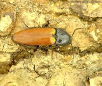 Ampedus pomorum