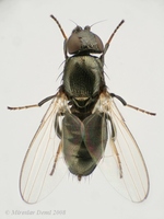 Madiza glabra