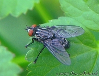 Sarcophaga carnaria