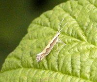 Plutella xylostella - Diamond-back Moth