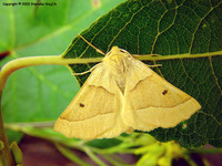 Crocallis elinguaria - Scalloped Oak