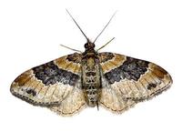 Xanthorhoe ferrugata - Dark-barred Twin-spot Carpet