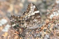 Lethe daretis - Ceylon Treebrown