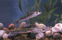 Brachymystax lenok, Lenok: fisheries