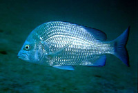 Acanthopagrus berda, Picnic seabream: fisheries, aquaculture, gamefish, aquarium