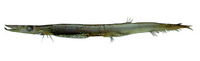 Dolichosudis fuliginosa, :