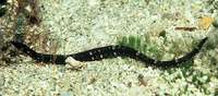 Halicampus boothae, Booth;s pipefish: