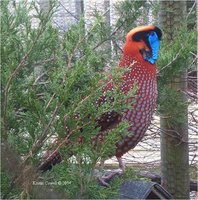 Temminck's Tragopan Tragopan temminckii