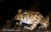 Big-headed Rain Frog - Ischnocnema quixensis