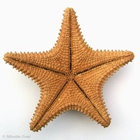 Oreaster reticulatus - cushioned star