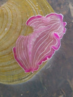 Prostheceraeus giesbrechti