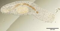 Rhipidocotyle