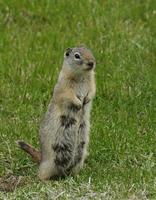 Image of: Spermophilus beldingi (Belding's ground squirrel)