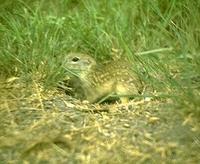 Image of: Spermophilus mexicanus (Mexican ground squirrel)