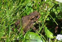 Image of: Bufo gargarizans