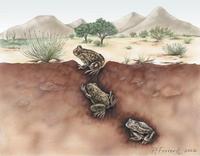 Image of: Pelobatidae (spadefoot toads)