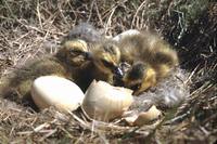 Branta hutchinsii minima - Cackling Canada Goose