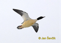 Mergus merganser - Goosander