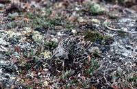 Calidris bairdii - Baird's Sandpiper