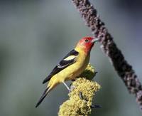 Piranga ludoviciana - Western Tanager