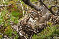 Turdus iliacus - Redwing