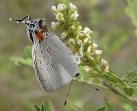 Image of: Strymon melinus (cotton square borer)