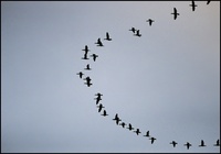 Phalacrocorax carbo - Cormorant