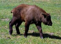 Budorcas taxicolor taxicolor - Mishmi Takin