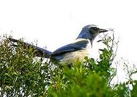 Image of: Aphelocoma coerulescens (Florida scrub jay)