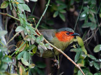 Image of: Liocichla phoenicea (red-faced liocichla)