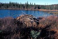 Castor canadensis - American Beaver