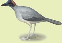 Image of: Picathartes oreas (grey-necked picathartes)