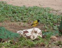 Image of: Ploceus melanocephalus (black-headed weaver)