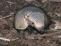 Chaetophractus villosus - Large Hairy Armadillo