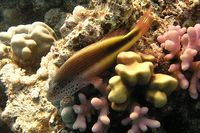 Paracirrhites forsteri - Blackside Hawkfish