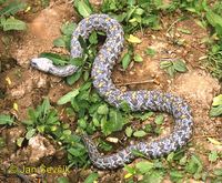 Macrovipera lebetina